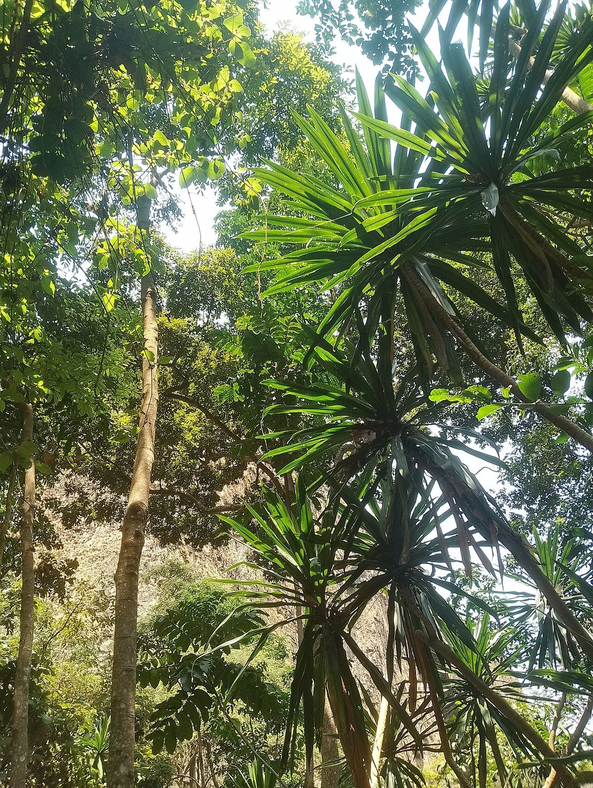 Penachos de yuca asomando entre los árboles altos del bosque.