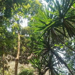 Penachos de yuca asomando entre los árboles altos del bosque.