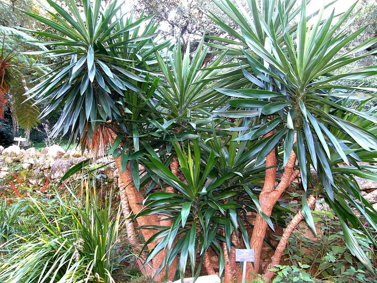Yucas de troncos anaranjados y penachos abiertos en un jardín de rocalla.