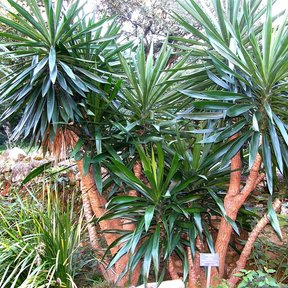 Yucas de troncos anaranjados y penachos abiertos en un jardín de rocalla.