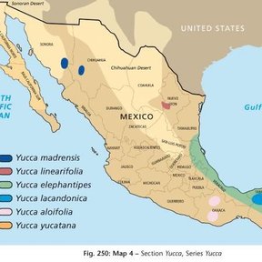 Mapa de México con la distribución de varias especies de yuca por colores.