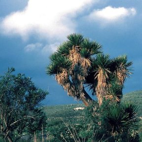 Izote de tronco ramificado y penachos de hoja en una ladera, con el valle al fondo.