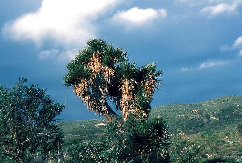 Izote de tronco ramificado y penachos de hoja en una ladera, con el valle al fondo.