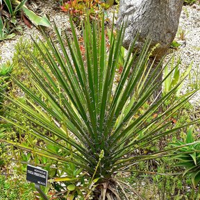 Izote joven de roseta abierta con una etiqueta al pie, en un jardín de rocas.
