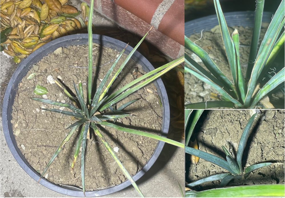Composición de tres fotografías de plántulas de izote en una maceta de barro.