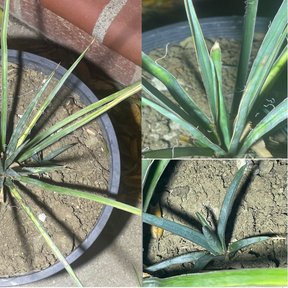 Composición de tres fotografías de plántulas de izote en una maceta de barro.