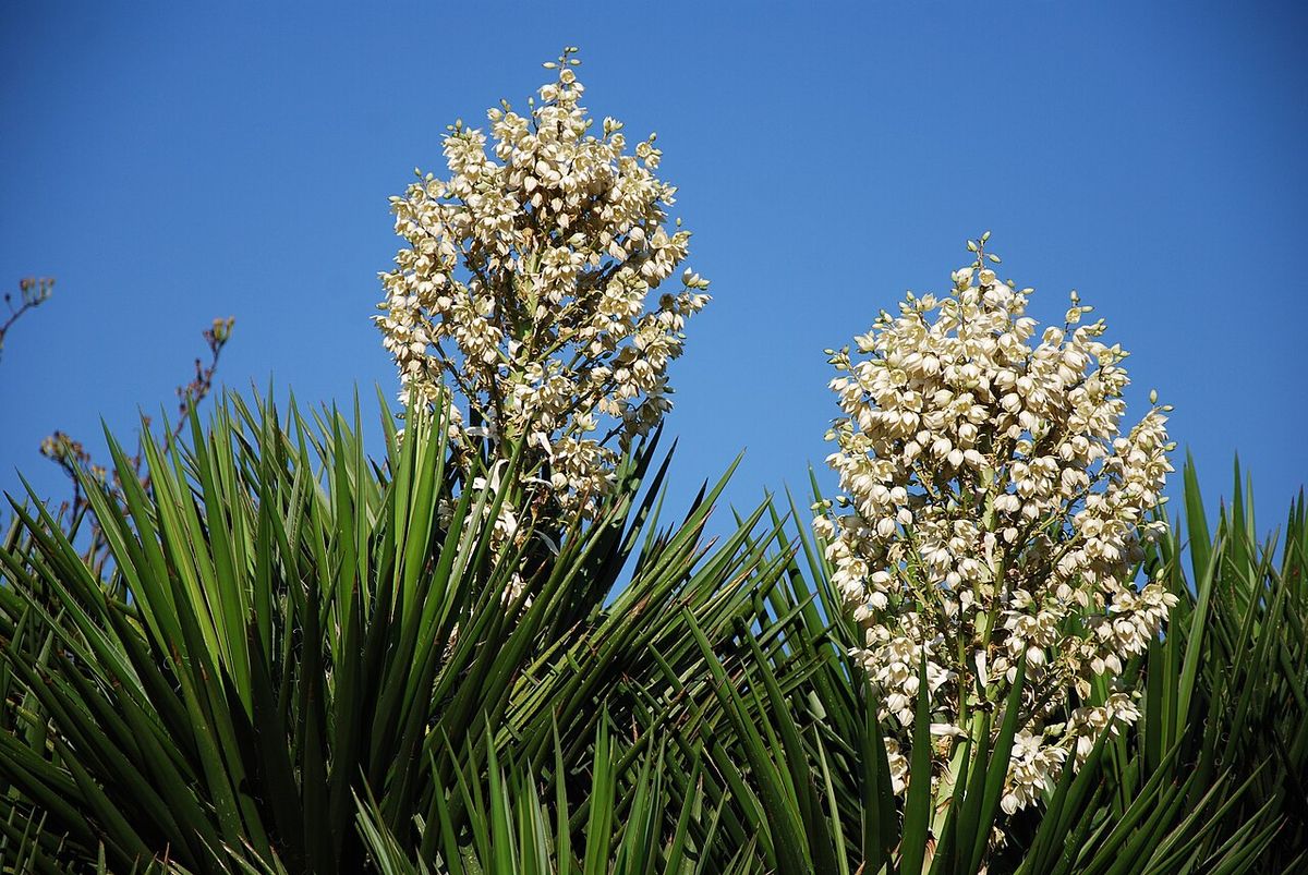 Dos panículas de flores blancas de izote erguidas contra un cielo azul.