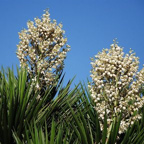 Dos panículas de flores blancas de izote erguidas contra un cielo azul.