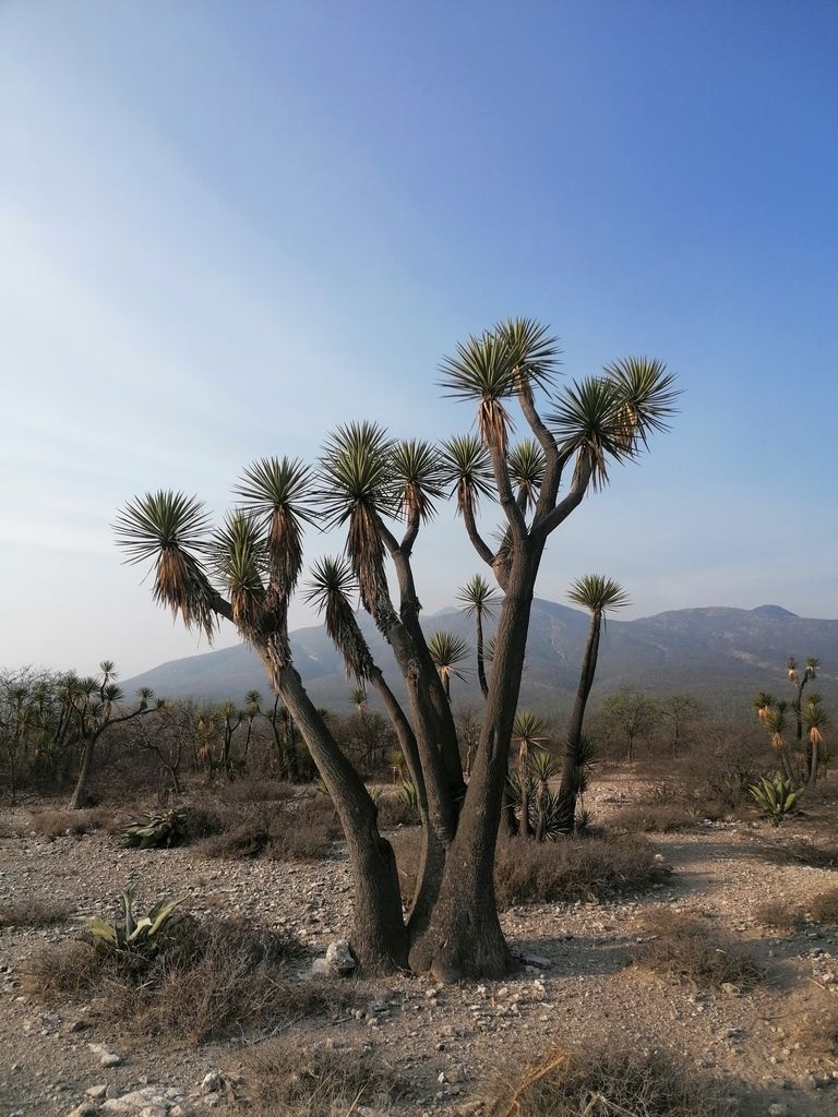 Izotes de tronco alto y hojas secas colgando, en un llano con la sierra detrás.