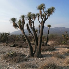 Izotes de tronco alto y hojas secas colgando, en un llano con la sierra detrás.