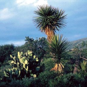 Izote entre nopales y matorral, con el penacho de hojas contra el cielo.