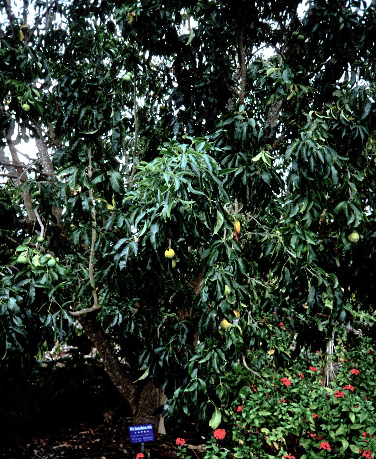 Zapote blanco de copa densa cargado de fruta en un jardín, con una placa al pie.