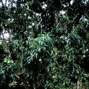 Zapote blanco de copa densa cargado de fruta en un jardín, con una placa al pie.
