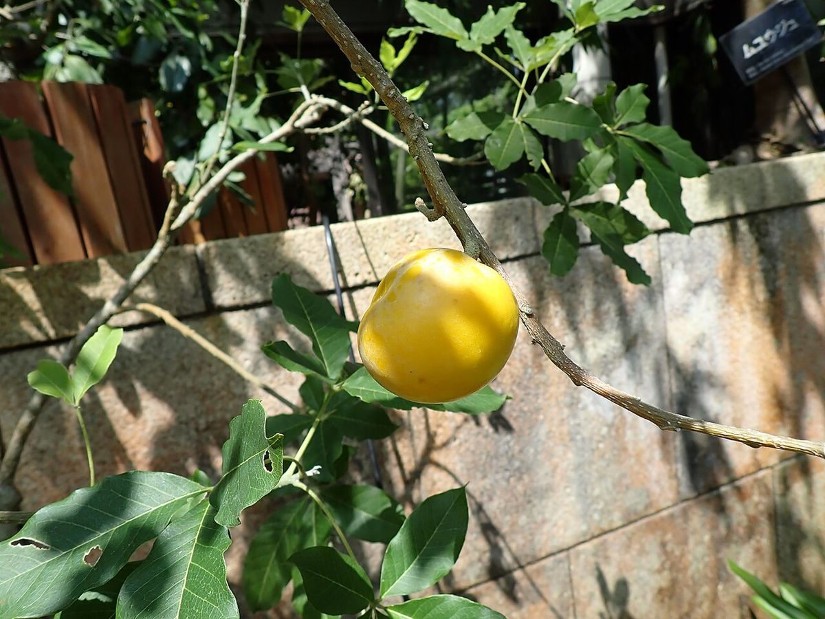 Un zapote blanco amarillo colgando de la rama junto a un muro de piedra.