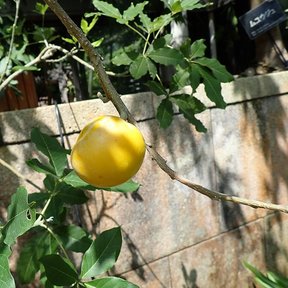 Un zapote blanco amarillo colgando de la rama junto a un muro de piedra.