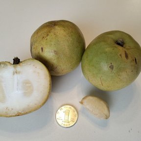 Tres zapotes blancos, uno partido, con una moneda al lado como escala.
