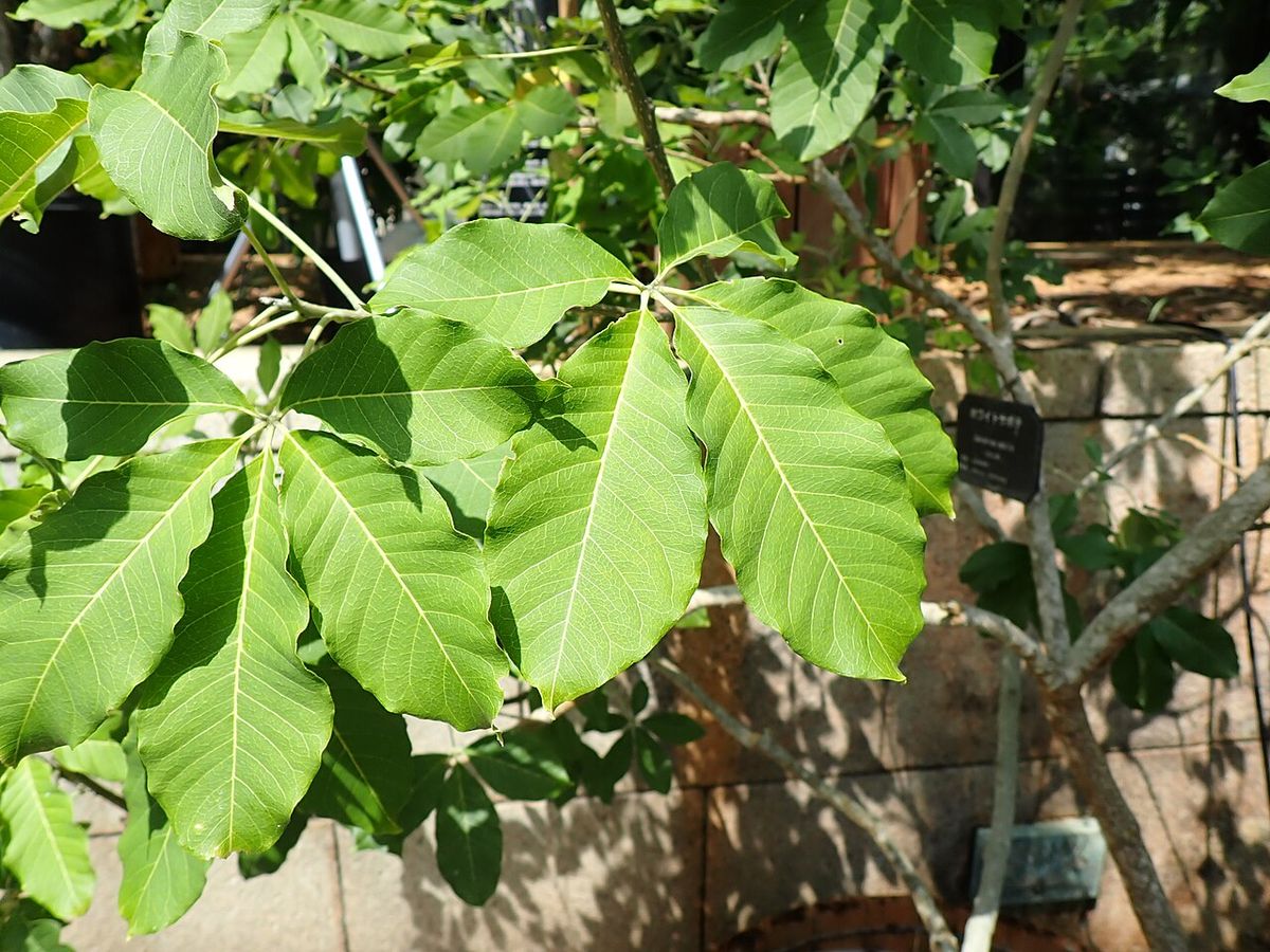 Hojas compuestas de zapote blanco con una etiqueta de jardín botánico detrás.