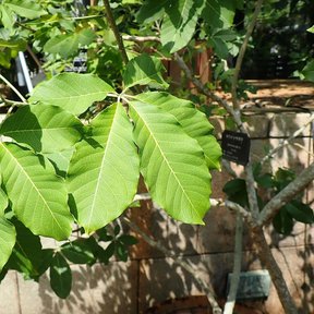 Hojas compuestas de zapote blanco con una etiqueta de jardín botánico detrás.