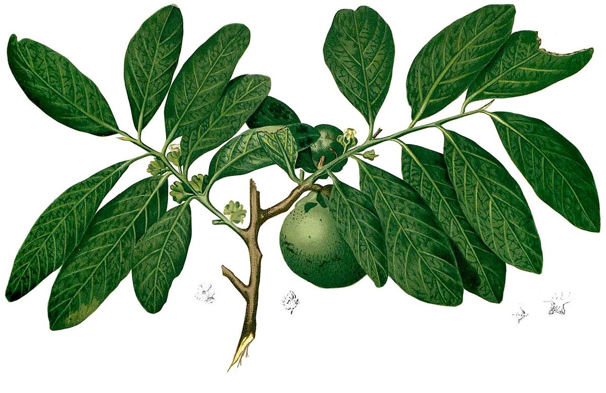 Lámina botánica del zapote negro con la rama, las hojas y el fruto verde.