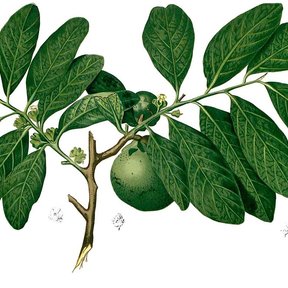 Lámina botánica del zapote negro con la rama, las hojas y el fruto verde.