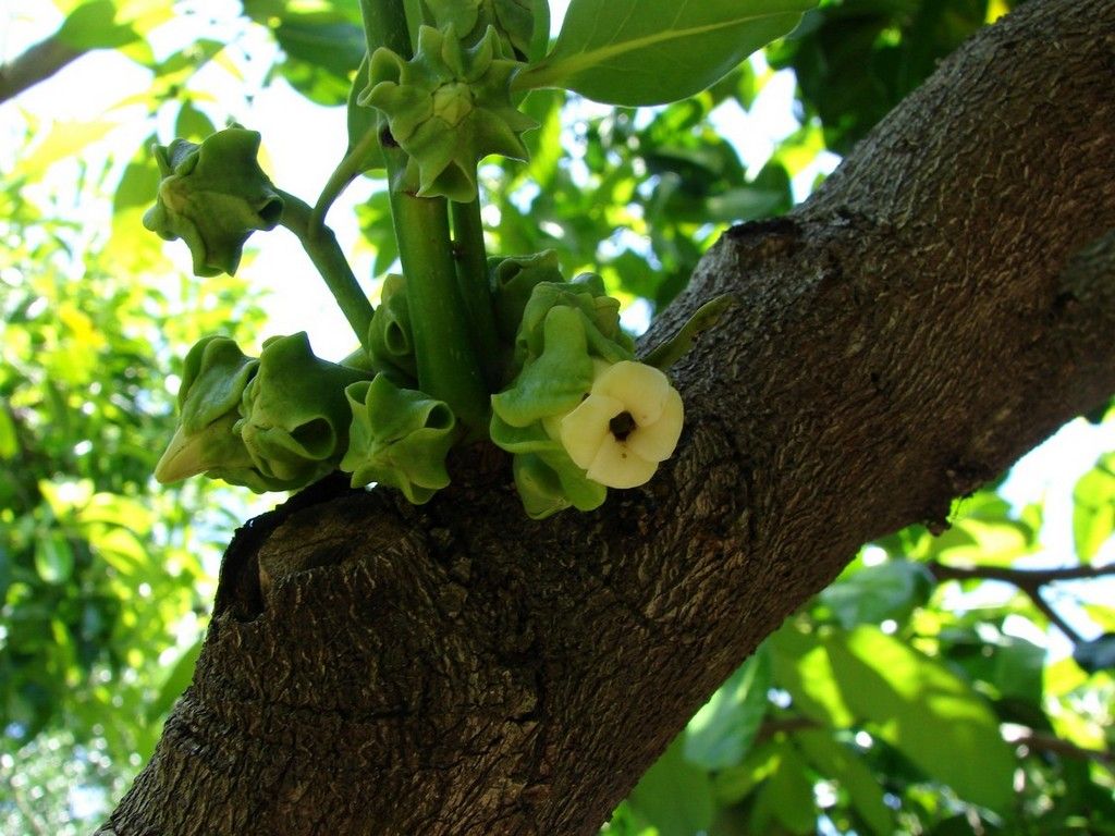 Flores verdes de zapote negro brotando directamente de una rama gruesa.