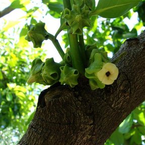 Flores verdes de zapote negro brotando directamente de una rama gruesa.