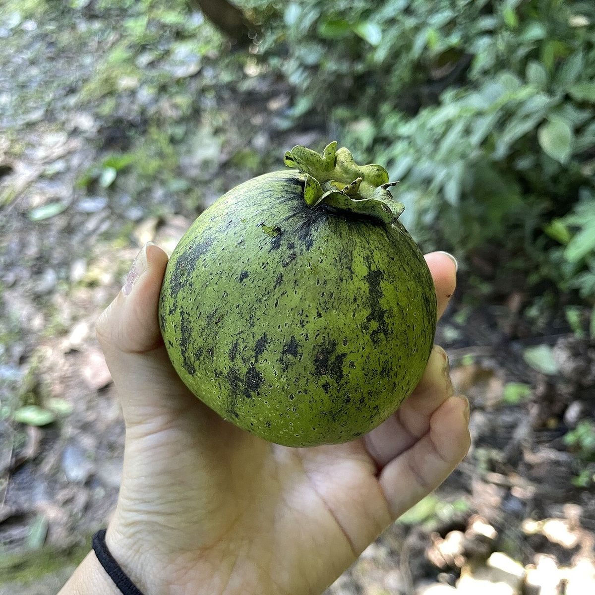 Una mano sostiene un zapote negro verde y moteado recién cortado.