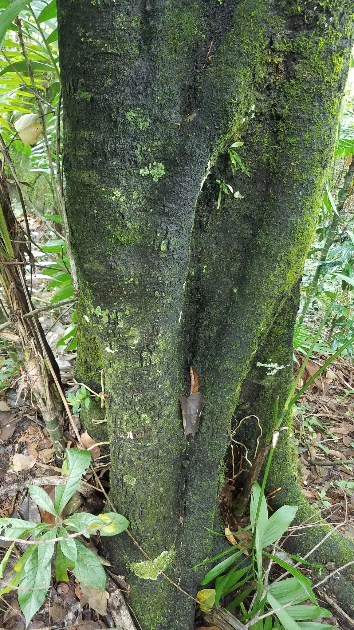 Tronco de zapote negro cubierto de musgo verde en el sotobosque.