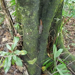 Tronco de zapote negro cubierto de musgo verde en el sotobosque.