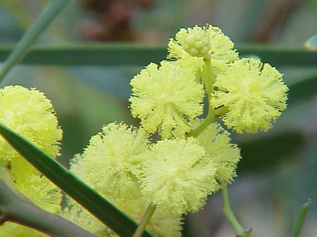 Flores amarillas en pompón, agrupadas entre los filodios.