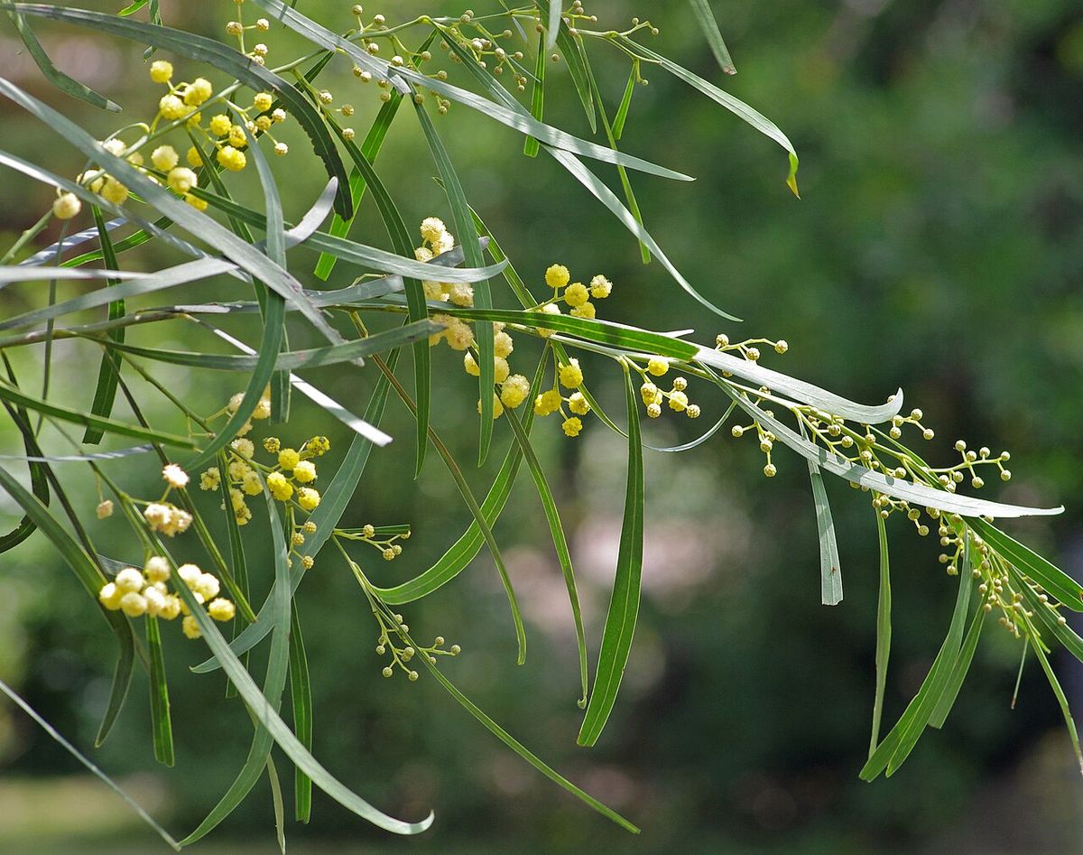 Rama cargada de flores amarillas en pompón.
