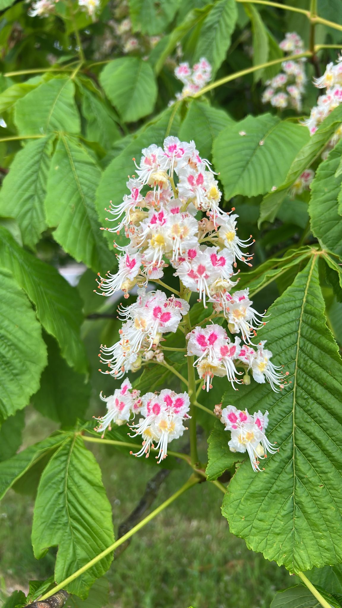 Panícula de flores blancas con manchas rosas, entre las hojas.
