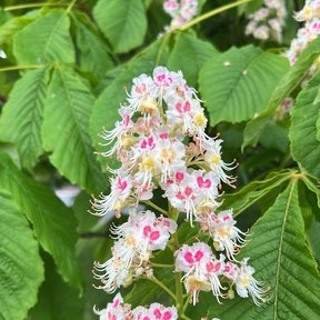 Panícula de flores blancas con manchas rosas, entre las hojas.