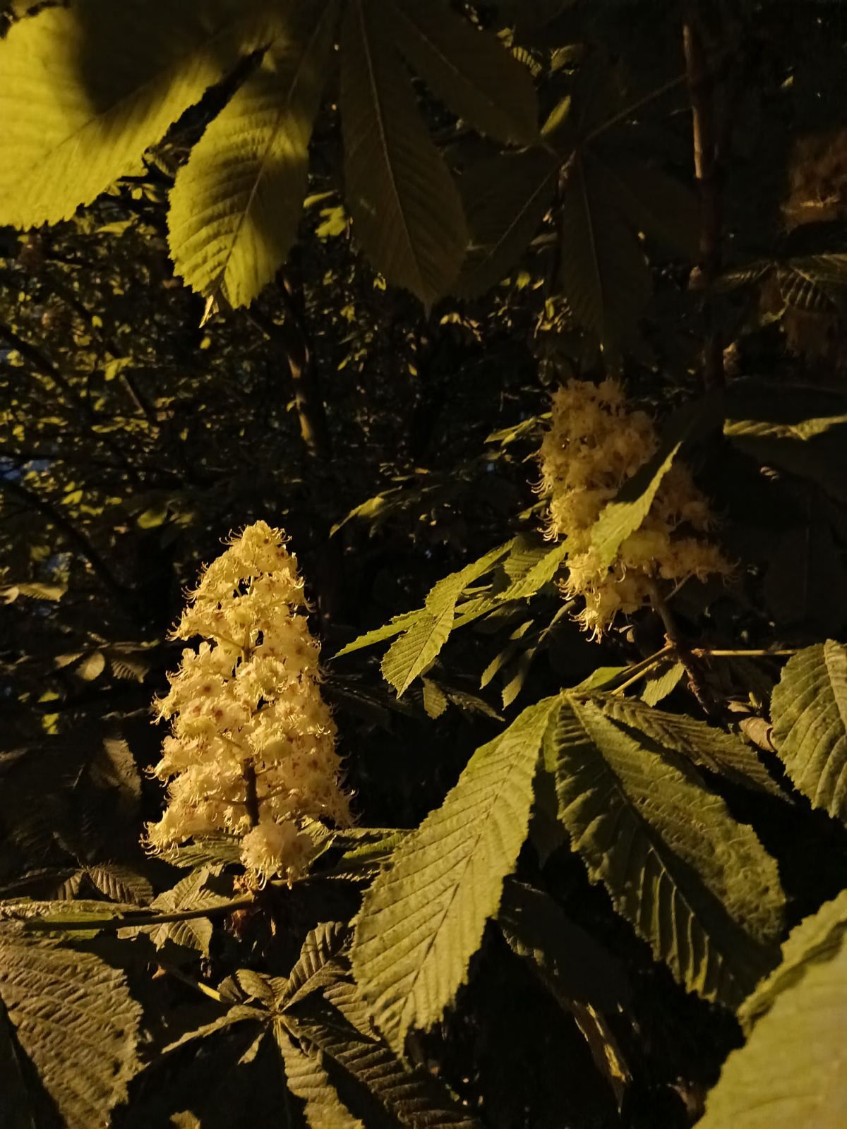 Hojas palmeadas y espigas de flores en penumbra.