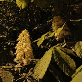 Hojas palmeadas y espigas de flores en penumbra.