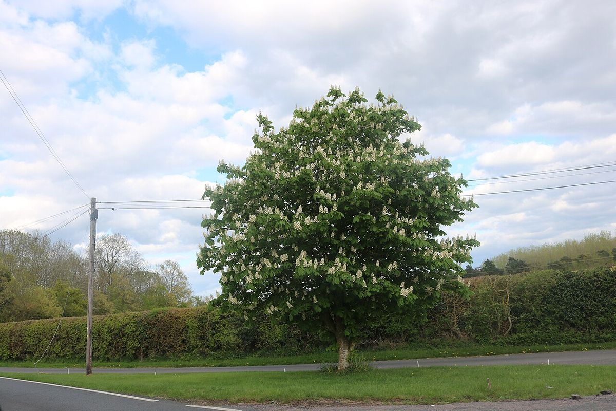 Árbol entero en flor junto a un camino, con la copa redondeada.