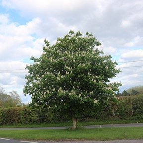 Árbol entero en flor junto a un camino, con la copa redondeada.
