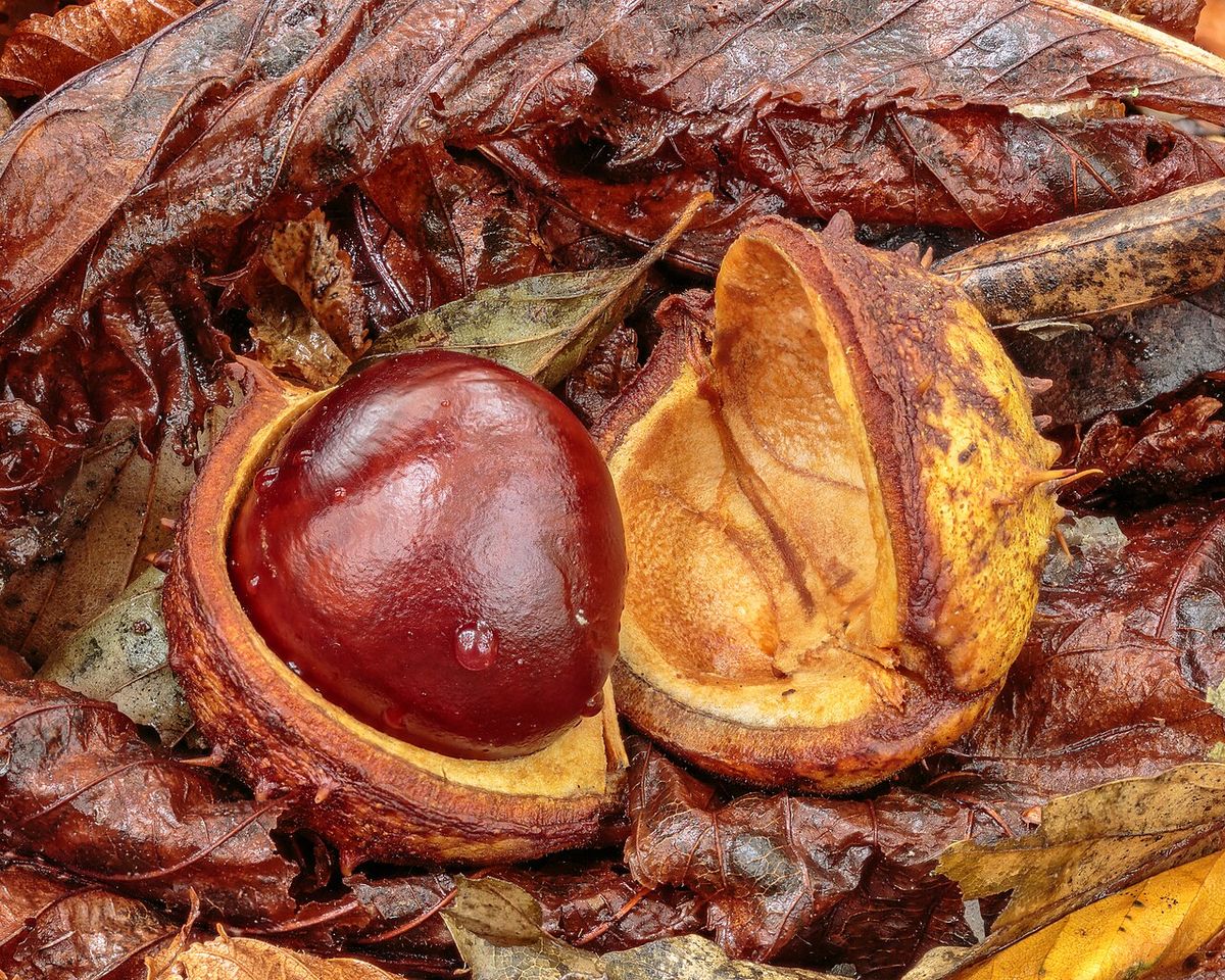 Semilla castaña y brillante dentro de su cáscara abierta.