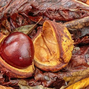 Semilla castaña y brillante dentro de su cáscara abierta.