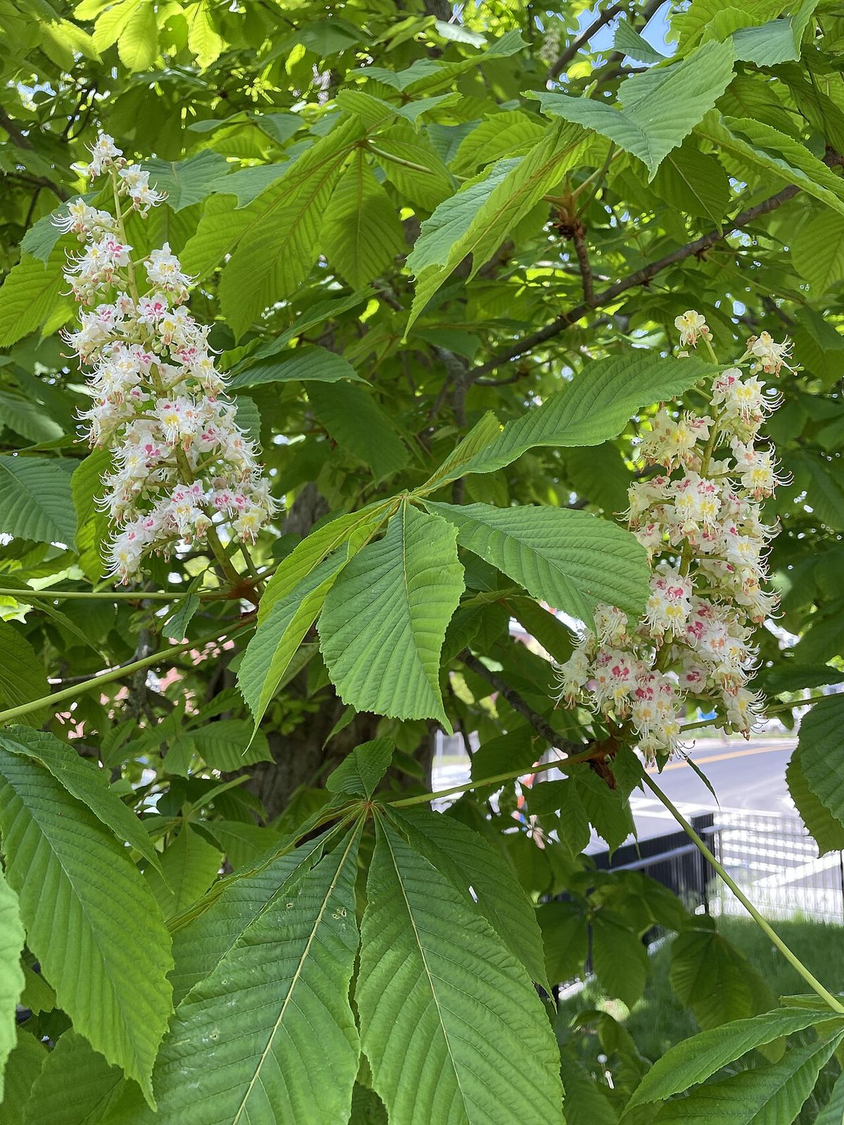 Espigas de flores blancas sobre hojas palmeadas.