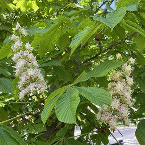 Espigas de flores blancas sobre hojas palmeadas.