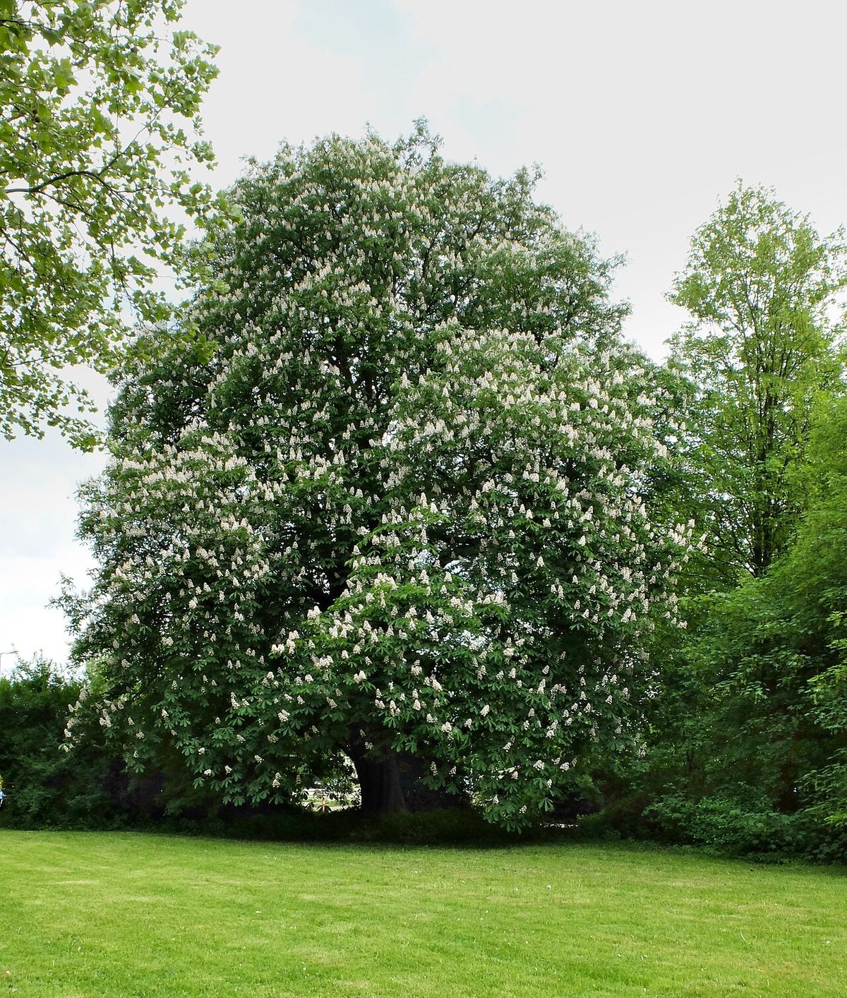Árbol grande cubierto de flores blancas sobre un prado.