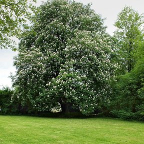 Árbol grande cubierto de flores blancas sobre un prado.