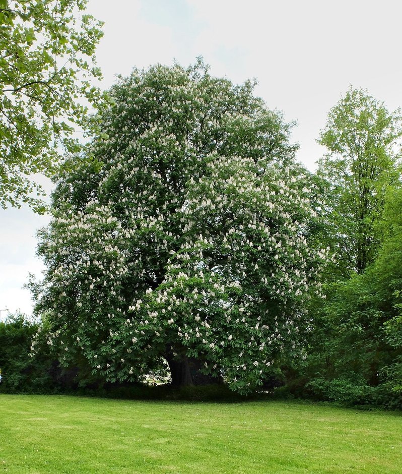 Árbol grande cubierto de flores blancas sobre un prado.