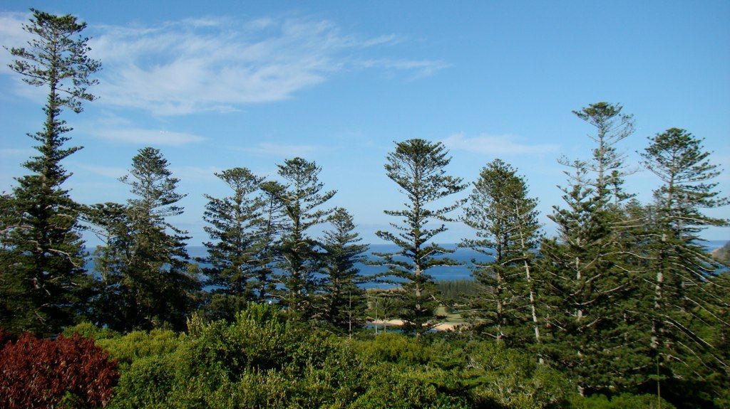 Varias araucarias sobre una costa, con el mar al fondo.