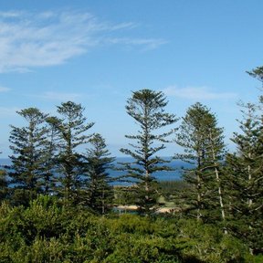 Varias araucarias sobre una costa, con el mar al fondo.