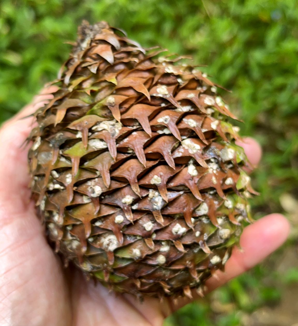 Una mano sostiene un cono grande y escamoso.