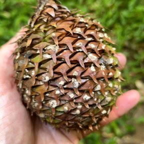 Una mano sostiene un cono grande y escamoso.