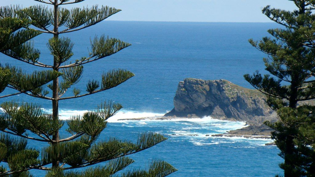 Araucarias enmarcando un acantilado y el mar abierto.