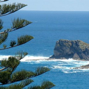 Araucarias enmarcando un acantilado y el mar abierto.